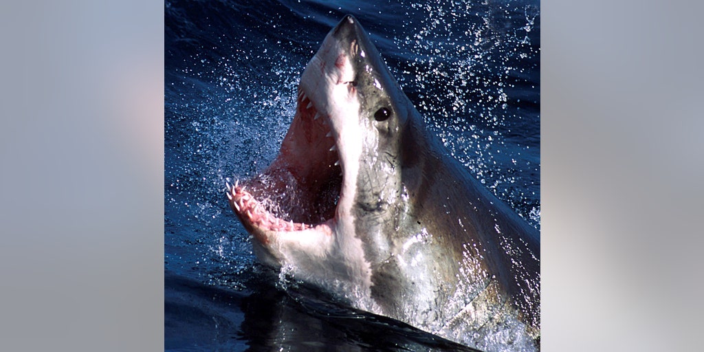 Jaws' spotted? Massive great white shark sighted off Australian
