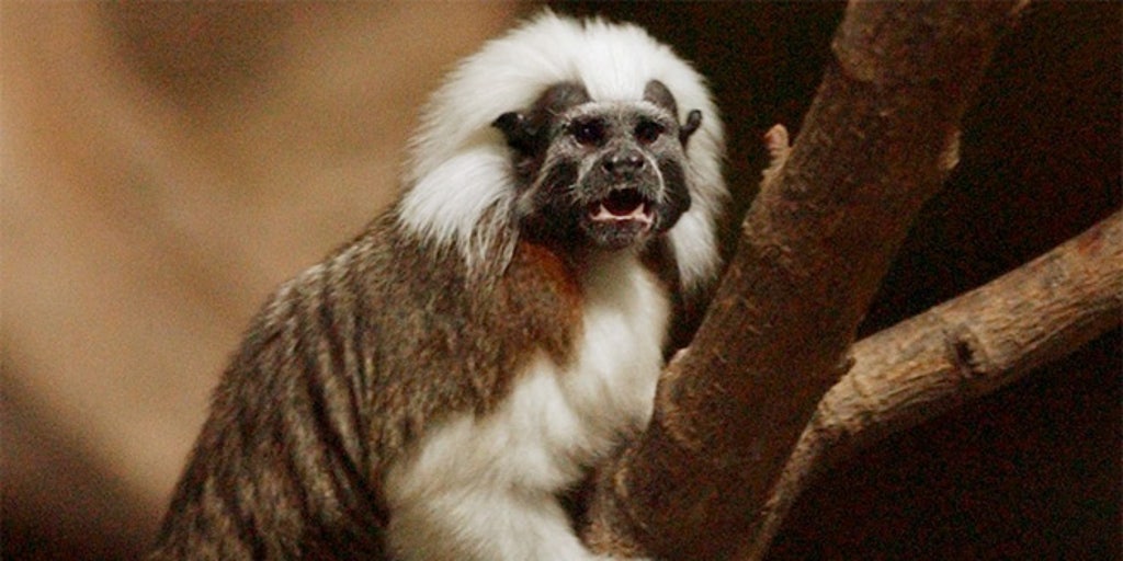 tamaridmonkey.jpg?ve=1&tl=1