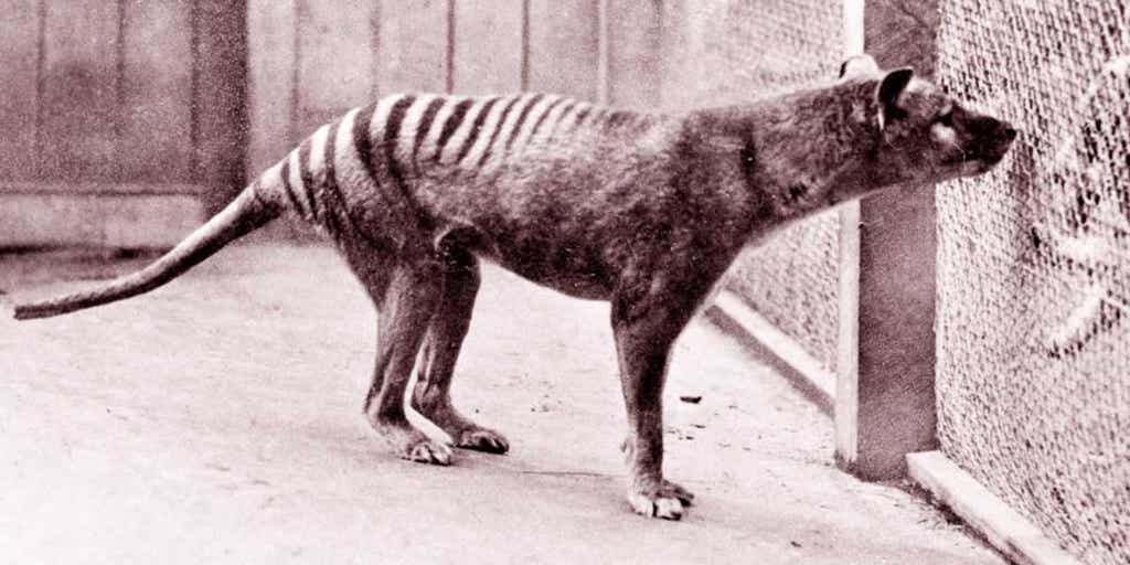 tasmanian-tiger-getty.jpg?ve=1