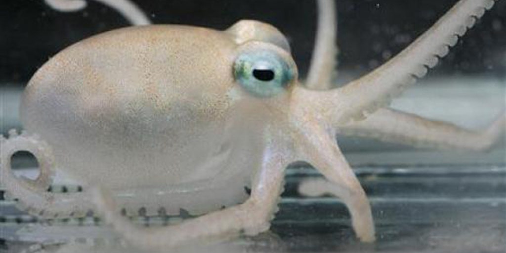theoctopus.jpg?ve=1&tl=1