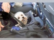 Coronavirus outbreak: How to travel with pets
