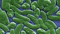 Fourth Florida resident dies after contracting flesh-eating bacteria commonly linked to oysters - Fox News