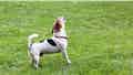 Inquiring minds are asking: How soon is too soon to get a new dog after losing your four-legged best friend? - Fox News