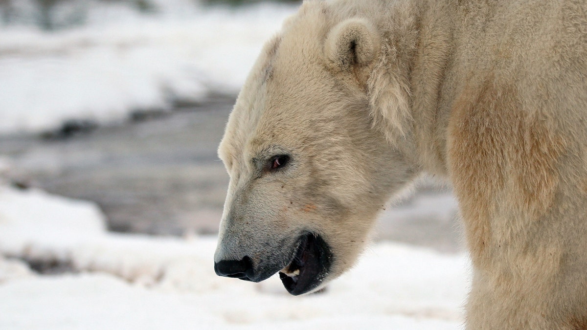 135355915JM021_Walker_The_P