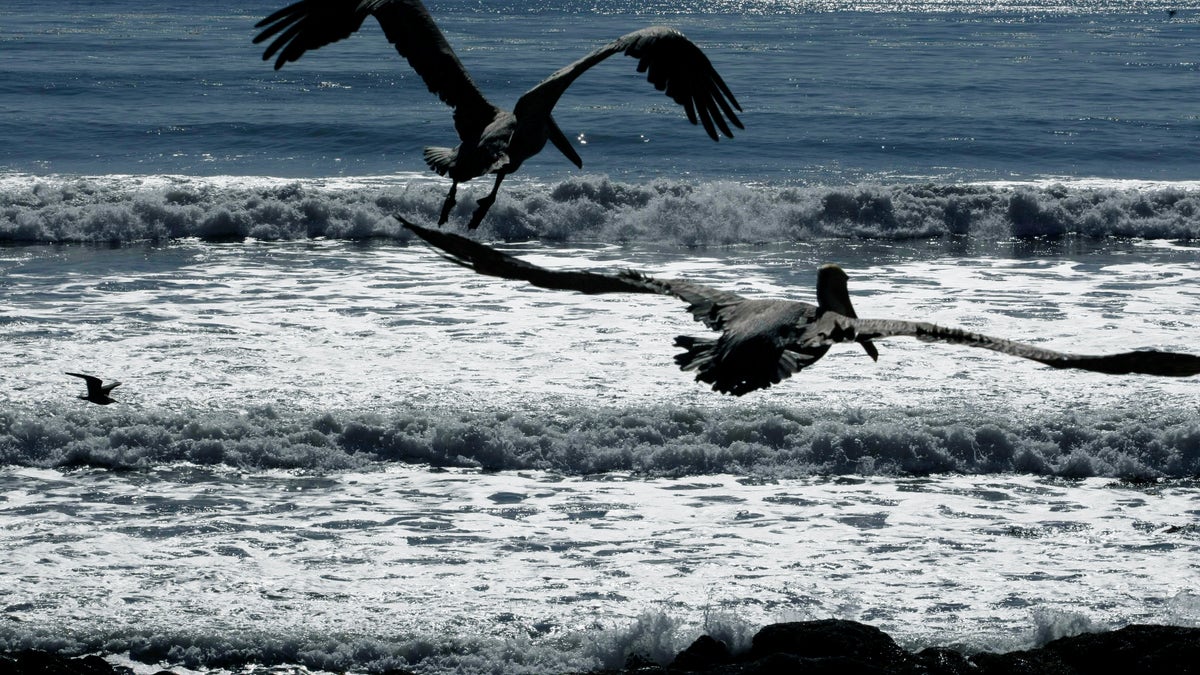 Sardine Crash-Pelicans