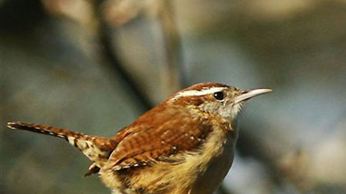 Bird in a tree