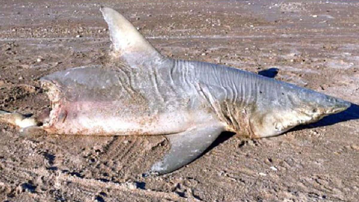 0221 fla shark