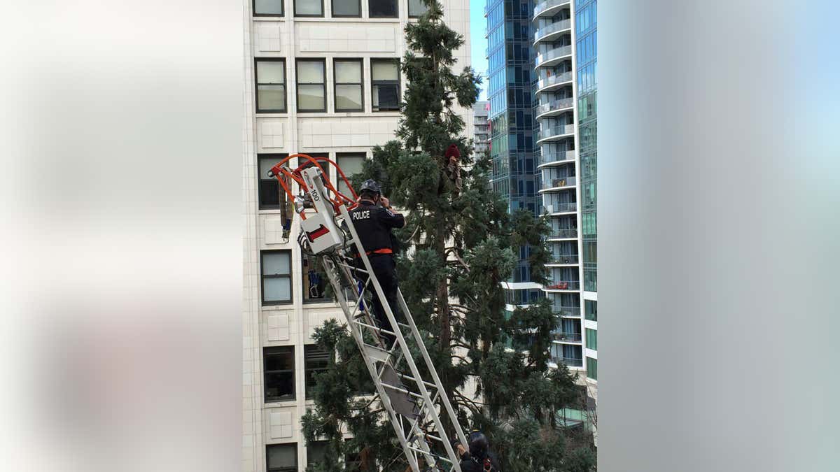 0323 seattle man in tree