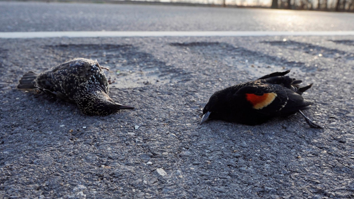 03b30eff-Dead Birds-Louisiana