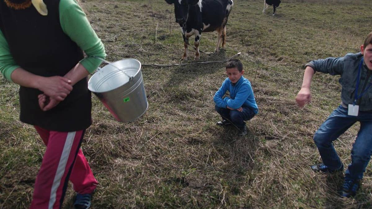 In this photo taken on Tuesday, April  5, 2016, Viktoria Vetrova, with her children, Bogdan, center, and Kolya, right, goes home after milking a cow in Zalyshany, 53 km (32 miles) southwest of the destroyed reactor of the Chernobyl plant, Ukraine. Viktoria Vetrova, a housewife, keeps two cows in order to help feed her four children. Vetrova’s 8-year-old son Bogdan suffers from an enlarged thyroid, a condition which studies have linked to radioactivity. (AP Photo/Mstyslav Chernov)