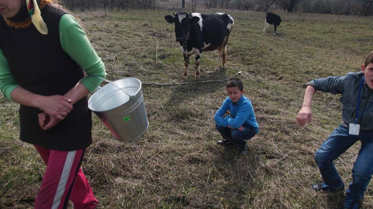 In this photo taken on Tuesday, April  5, 2016, Viktoria Vetrova, with her children, Bogdan, center, and Kolya, right, goes home after milking a cow in Zalyshany, 53 km (32 miles) southwest of the destroyed reactor of the Chernobyl plant, Ukraine. Viktoria Vetrova, a housewife, keeps two cows in order to help feed her four children. Vetrova’s 8-year-old son Bogdan suffers from an enlarged thyroid, a condition which studies have linked to radioactivity. (AP Photo/Mstyslav Chernov)