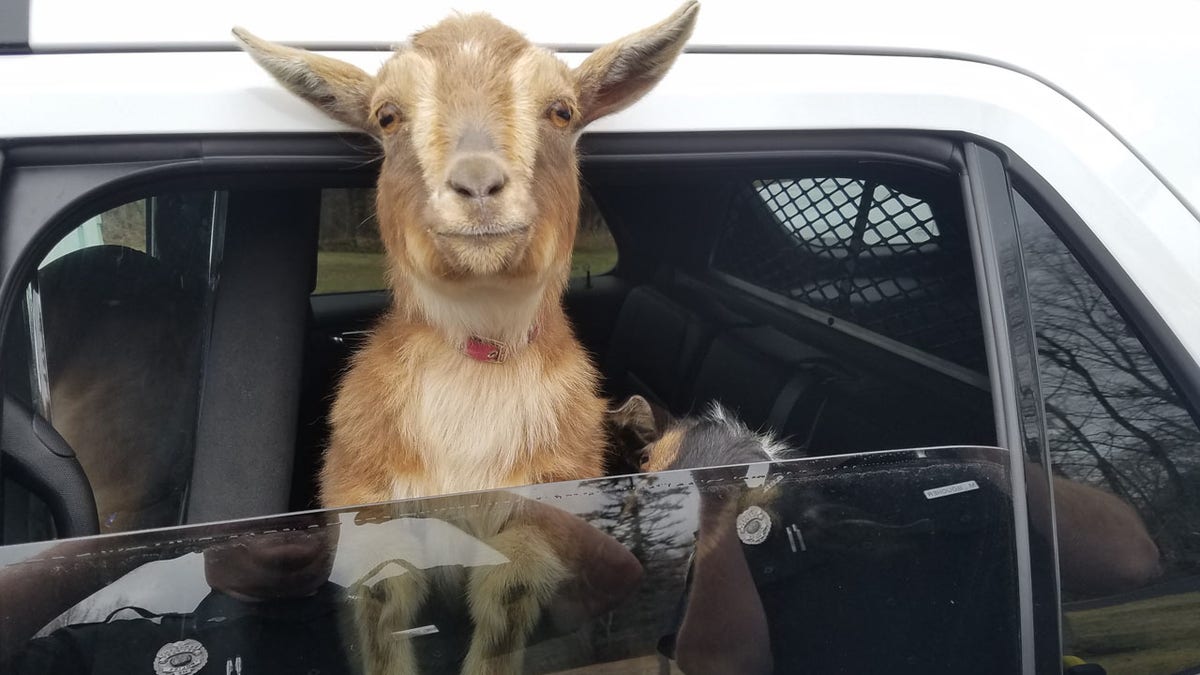 0424 me goats