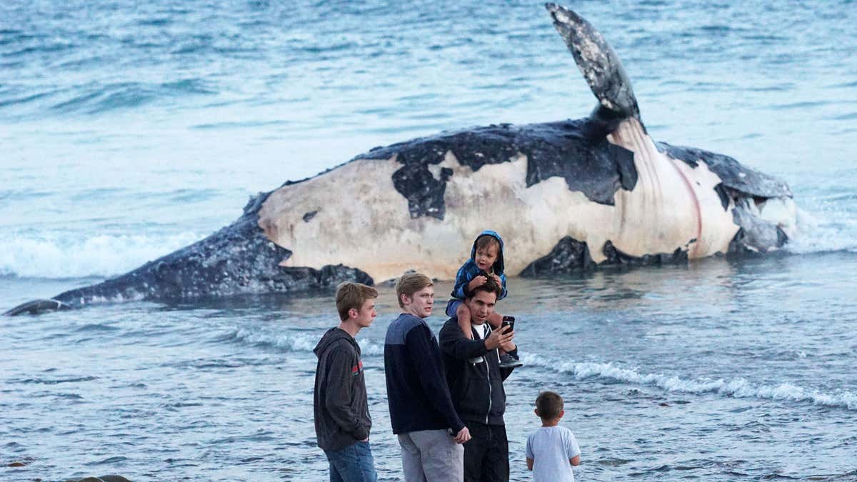 Kerumunan orang berkumpul untuk melihat bangkai paus membusuk yang terdampar di pantai California