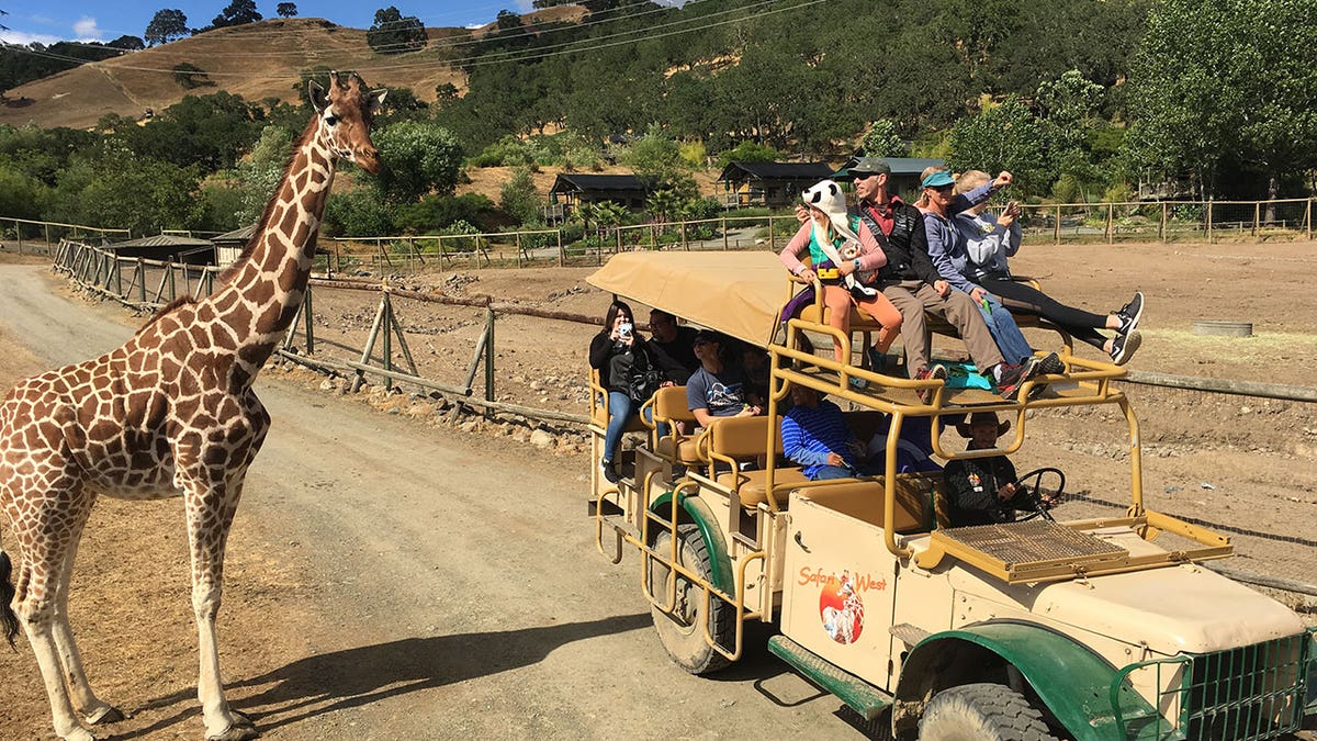 giraffe glamping