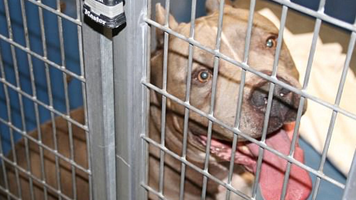 0511 cc pit bull