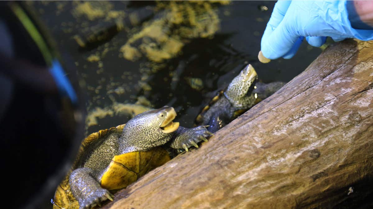 May 23, 2015: Turtle advocate Karen Testa feeds diamondback terrapins at her group’s rehabilitation center in Jamesport, N.Y.