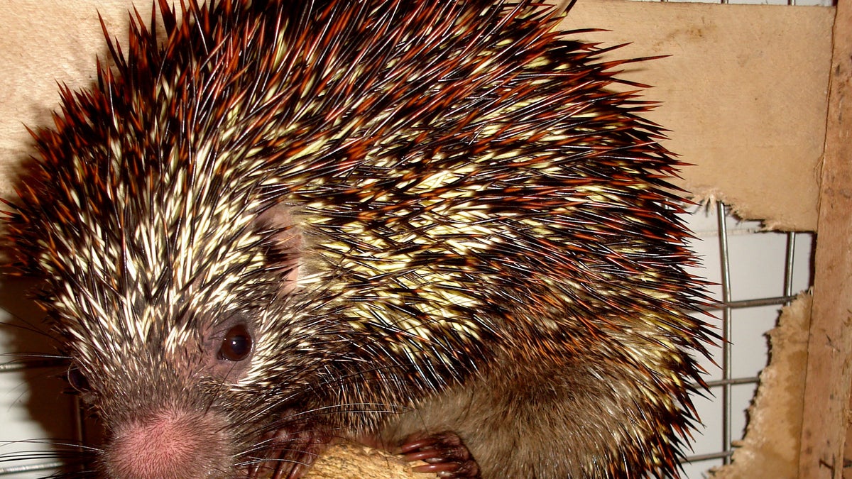 Brazil Porcupine Discovered