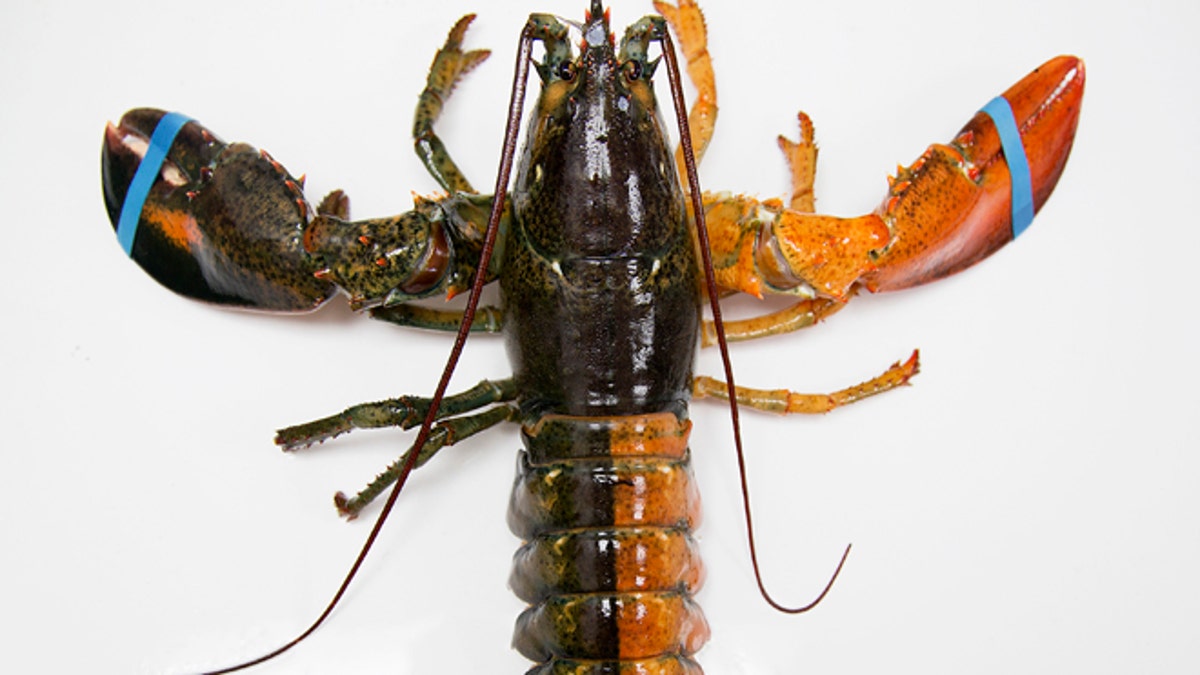 ODD-Rare Lobster