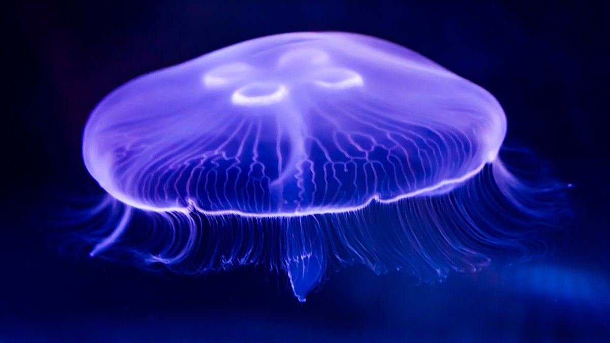 073d5efd-Jellyfish