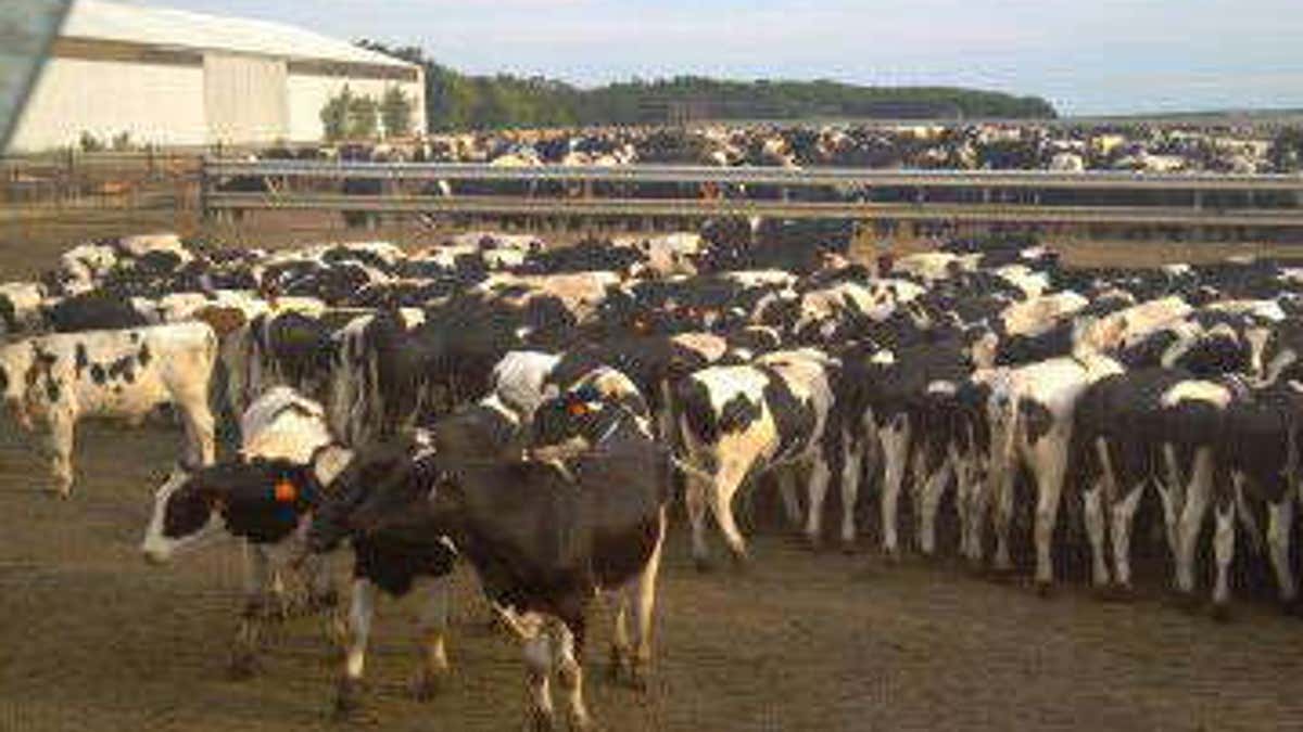 0818 wis cows