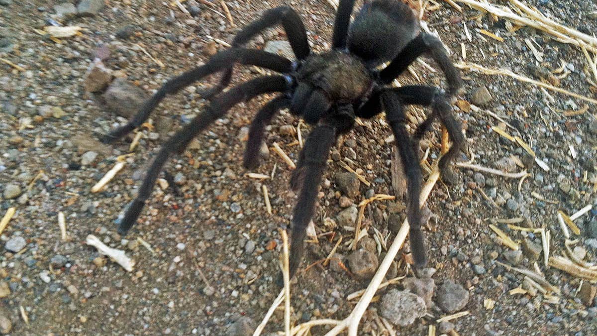 0902 ca tarantulas