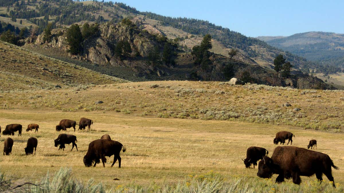 0928 yellowstone bison