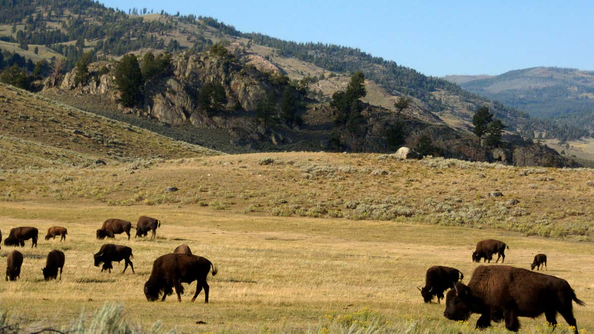 0928 yellowstone bison