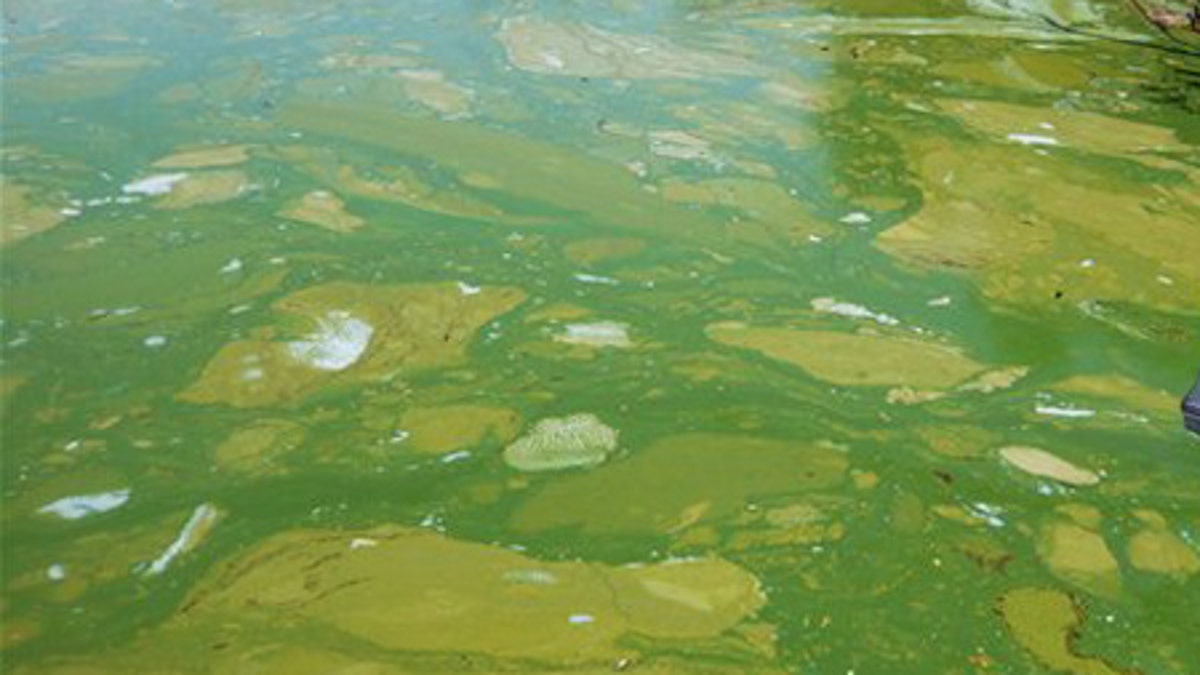 Drought Deadly Algae