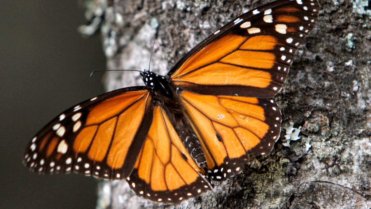 71d4e93b-Mexico Monarch Butterflies