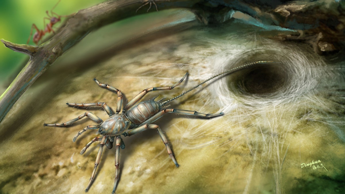 100 million year old spider