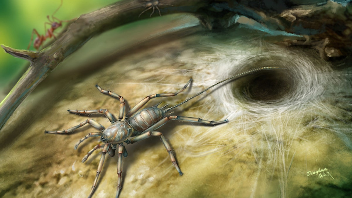 100 million year old spider