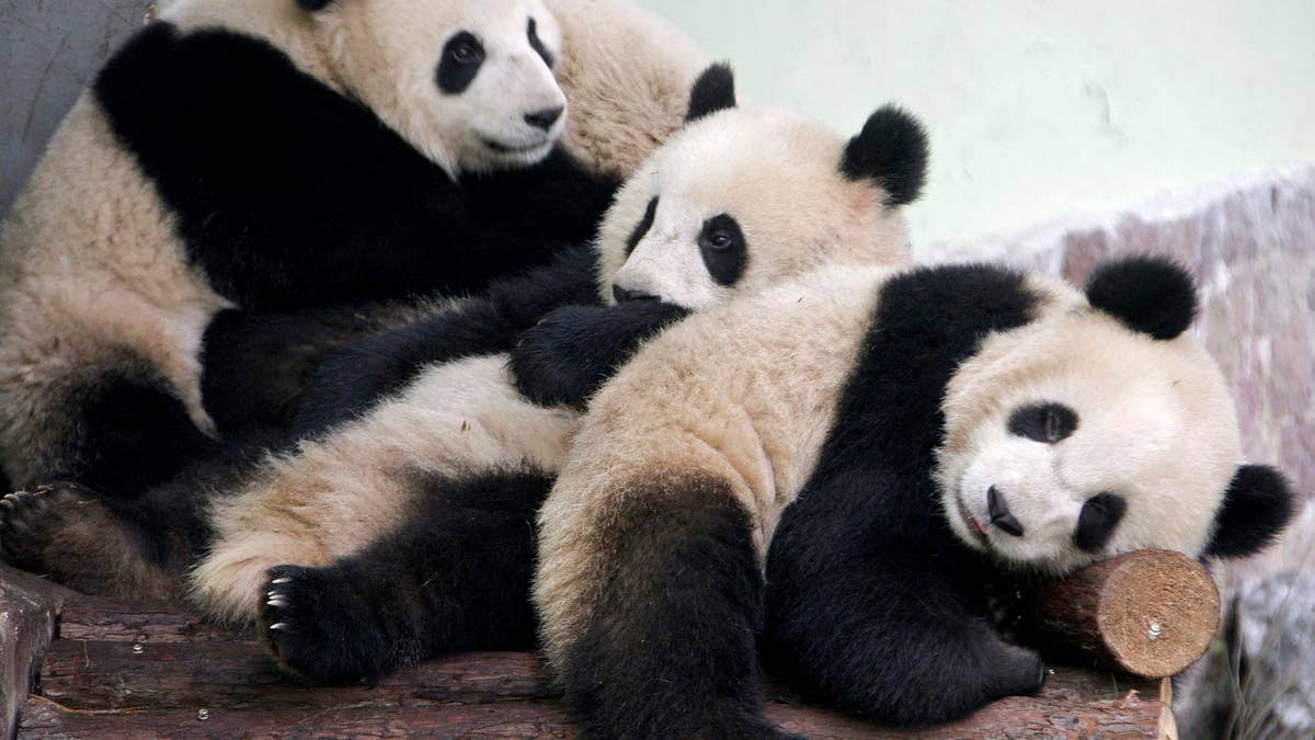 116e40ec-China Expo Pandas
