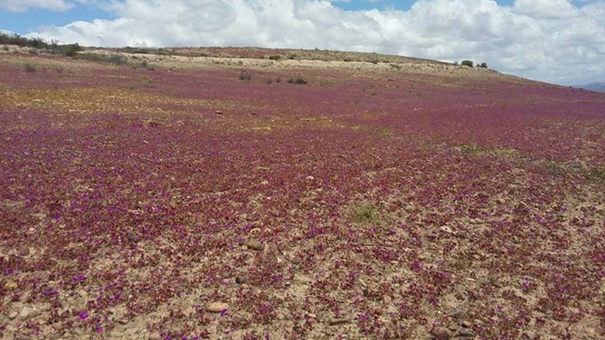 Atacama2