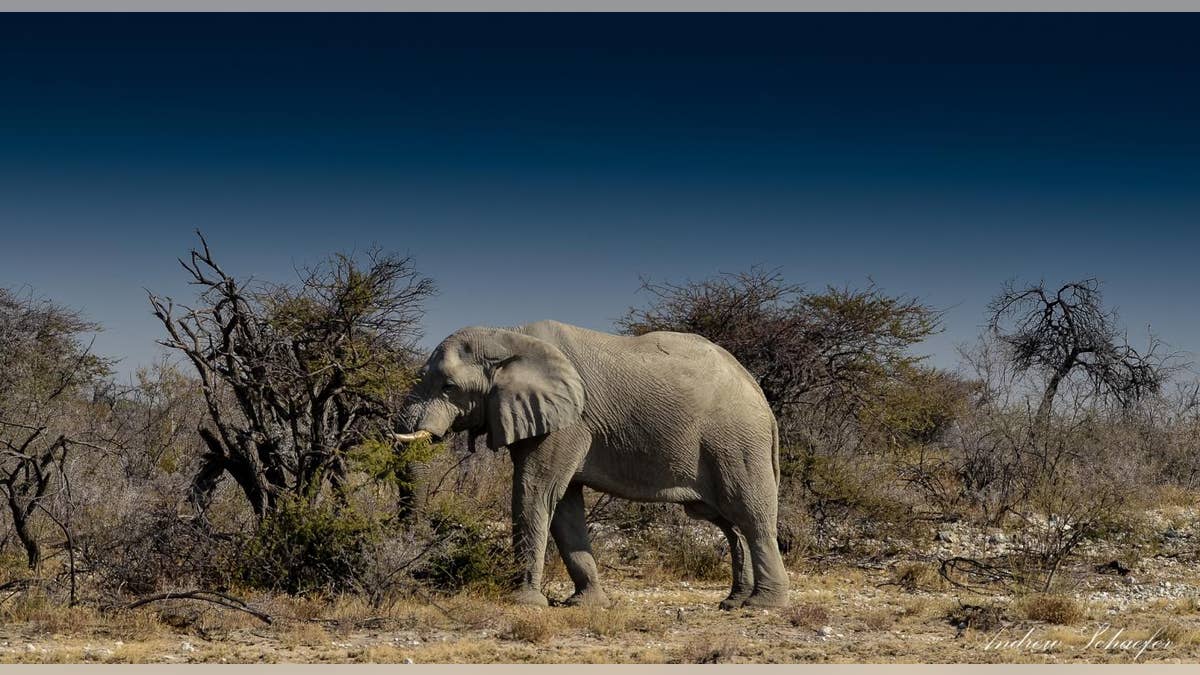 daea9fd3-elephant