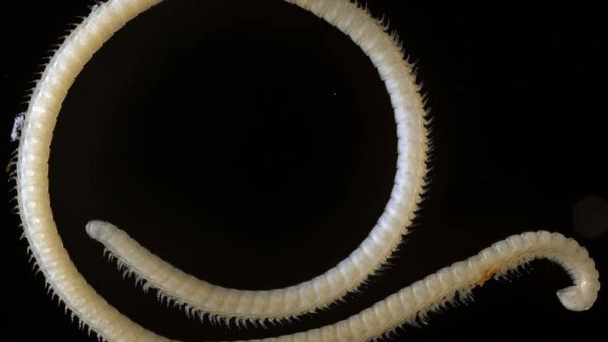 millipede