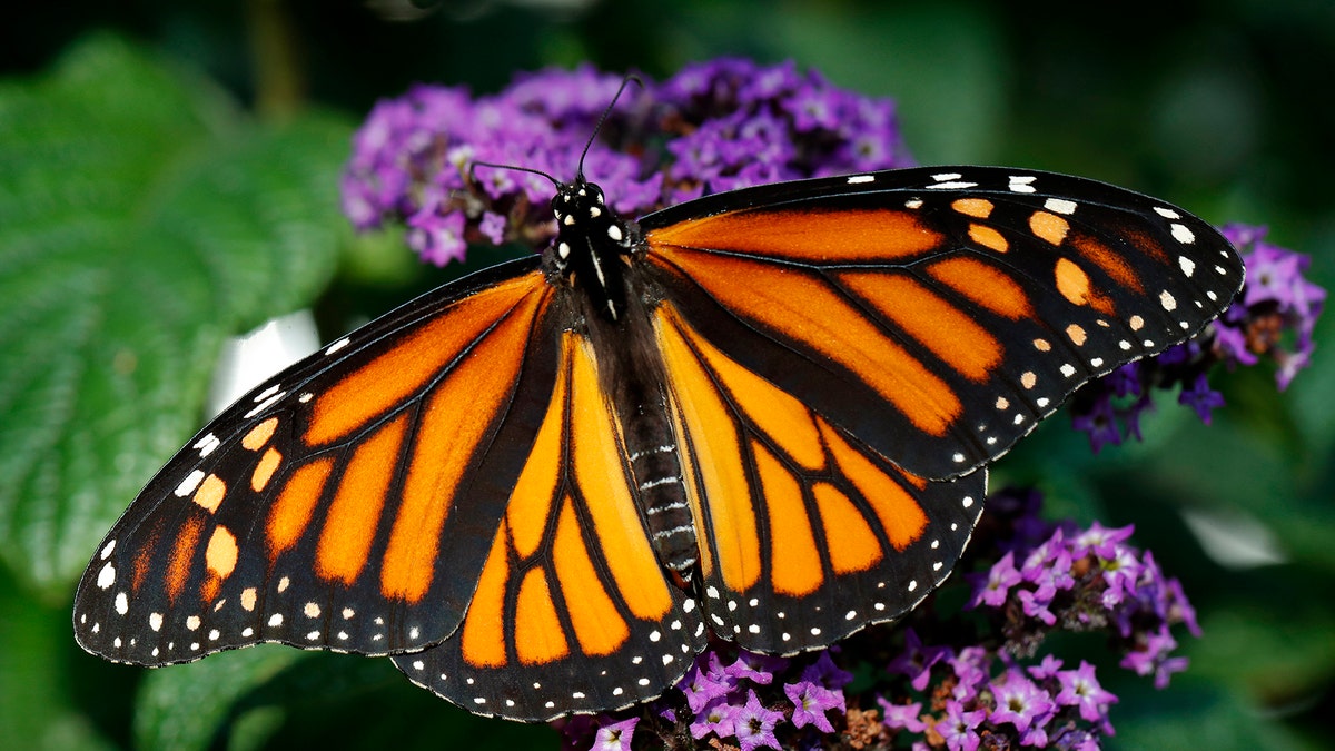 A Monarch butterfly rests on a flower, Monday, Sept. 17, 2018, in Urbandale, Iowa. (AP Photo/Charlie Neibergall)