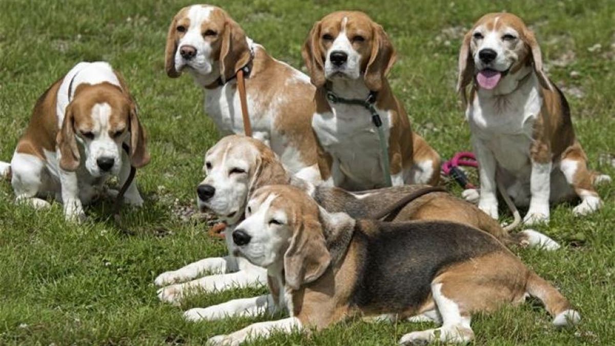 beagles file 94