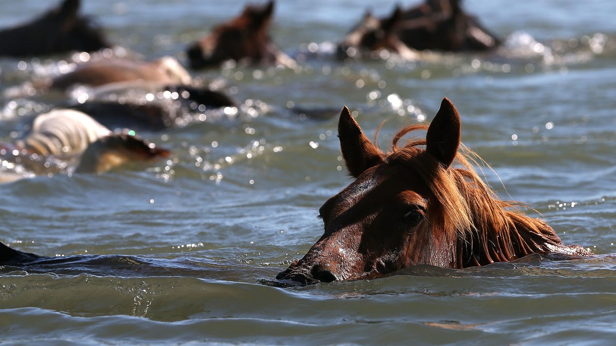 Virginia Designates Chincoteague Island Pony As Official State Horse ...