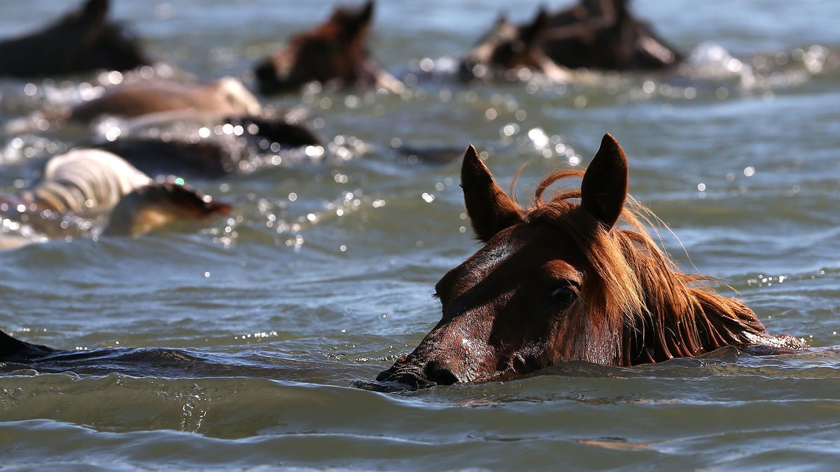 CHINCOTEAGUE, VA - JULY 25: Wild ponies are herded into the Assateague Channel to for their annual swim to Chincoteague Island, on July 25, 2012 in Chincoteague, Virginia. Every year the wild ponies are rounded up to be auctioned off by the Chincoteague Volunteer Fire Company. (Photo by Mark Wilson/Getty Images)
