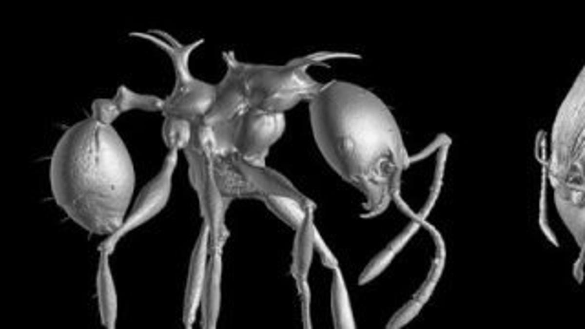 【R&B】Ant Unbelievable Researchers find oldest ant known to science—113-million-year-old