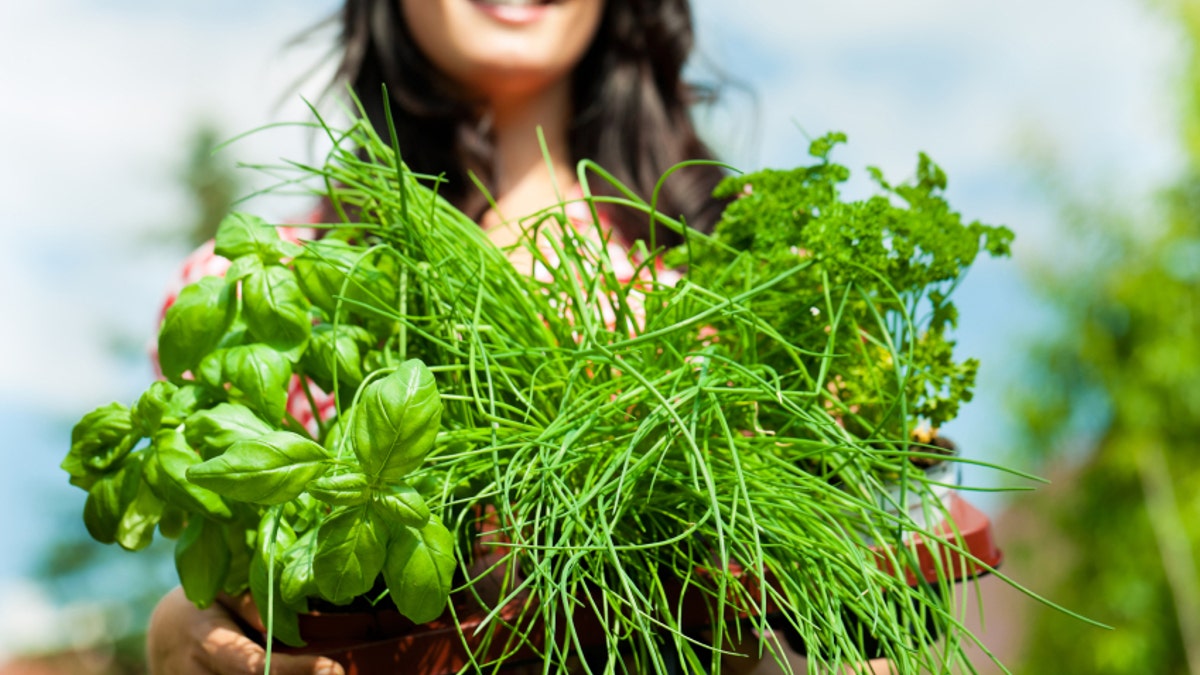 Gardening in summer - woman with herbs