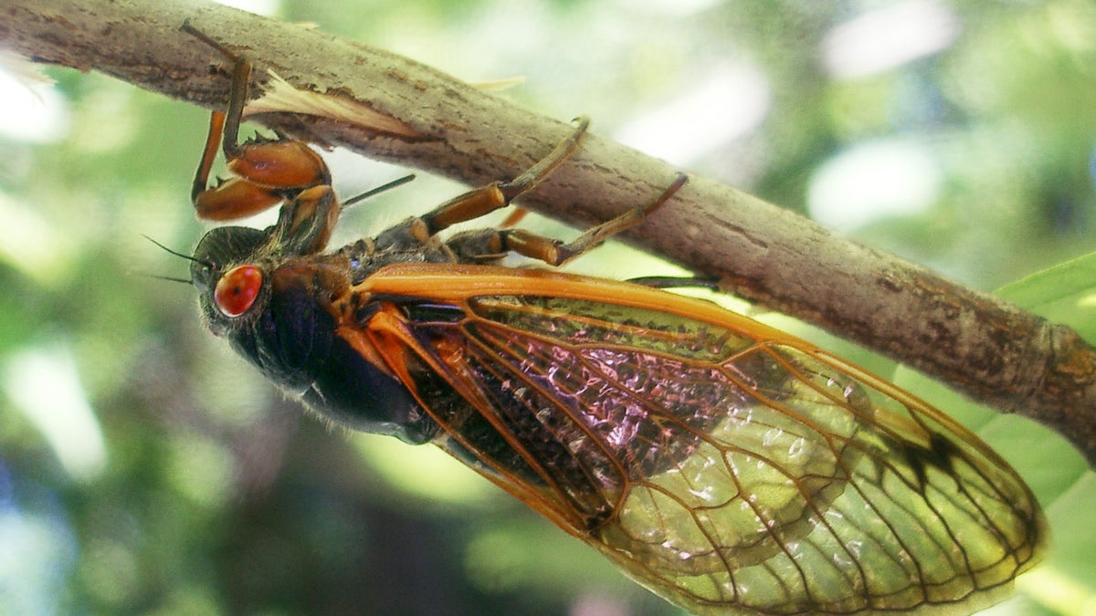 cicadas