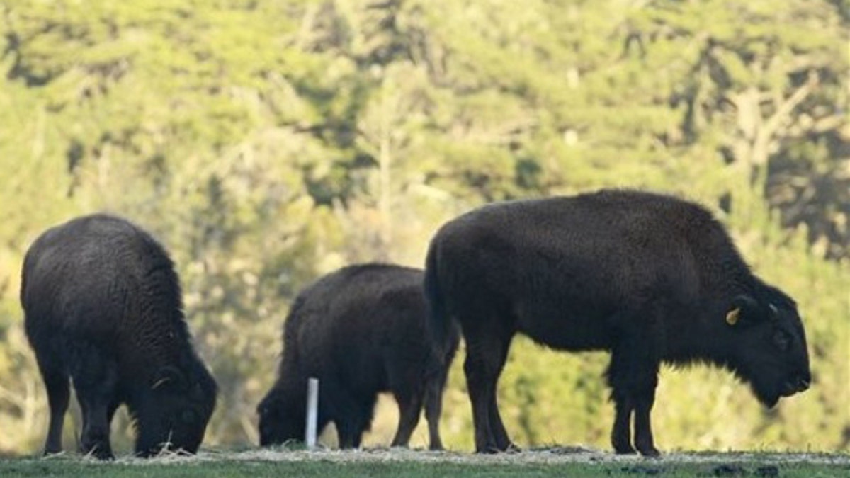 Baby Bison Dies