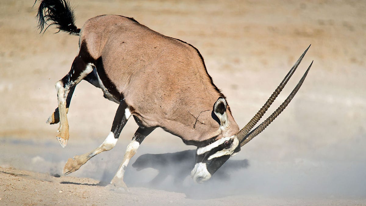 0bf138ba-Antelope