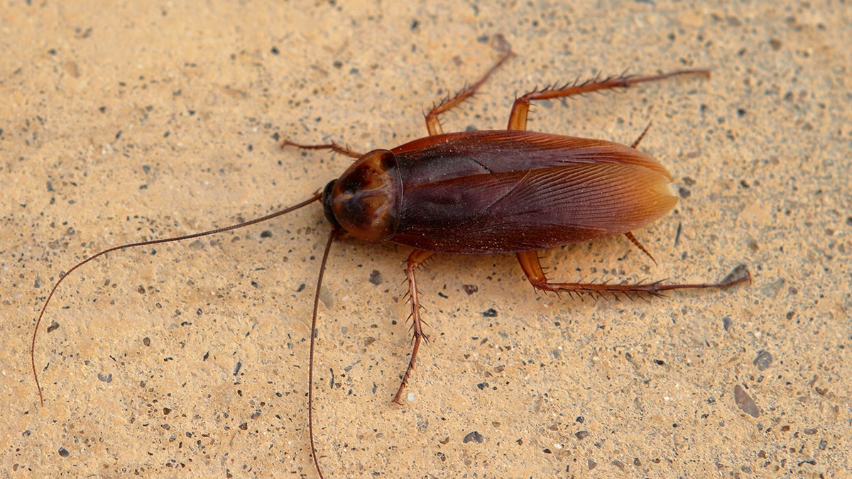 cockroach istock