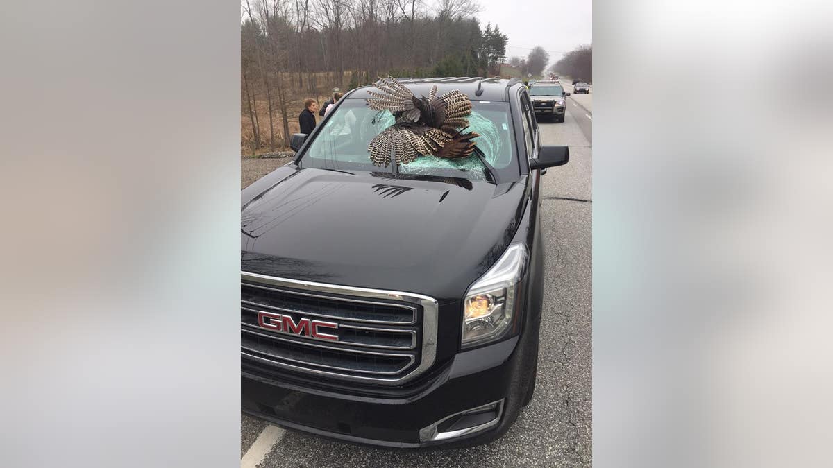 turkey windshield
