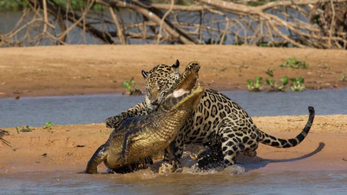 Mick Jaguar Attacks 120 Pound Crocodile Cousin In Brazil Fox News