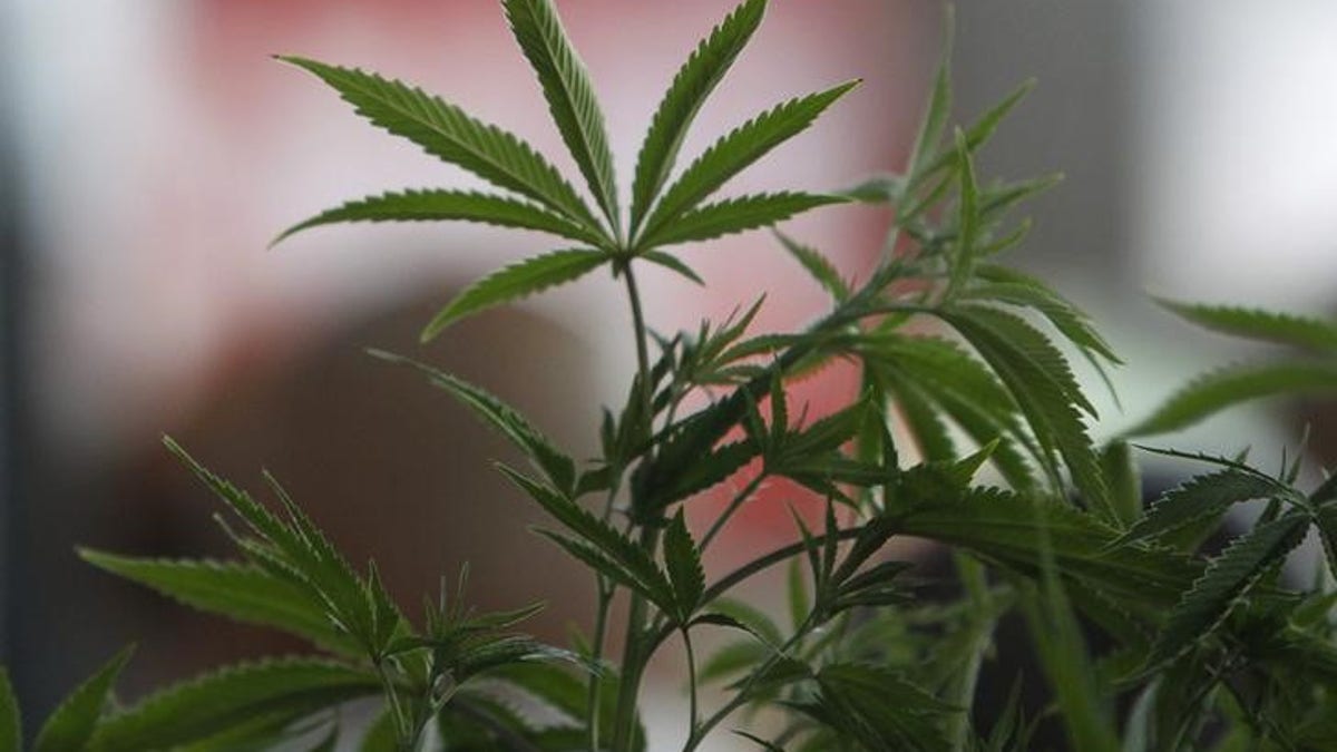 A Cannabis plant is pictured at the "Weed the People" event as enthusiasts gather to celebrate the legalization of the recreational use of marijuana in Portland, Oregon