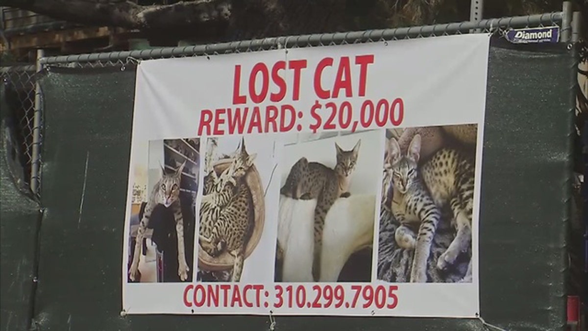 missing cat 20k