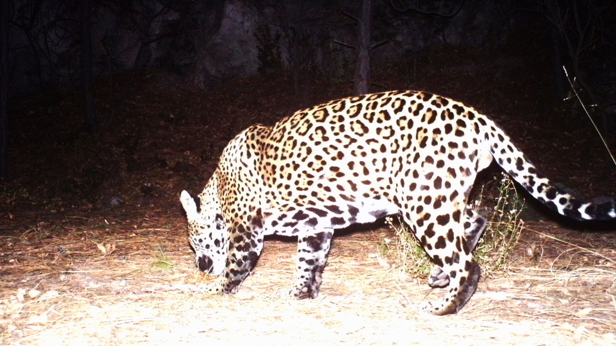 Jaguar Arizona